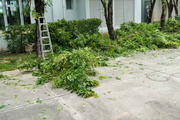 Tree Root Removal in Gooding, ID